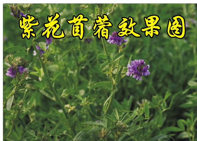 紫花苜蓿花种厂家专业提供