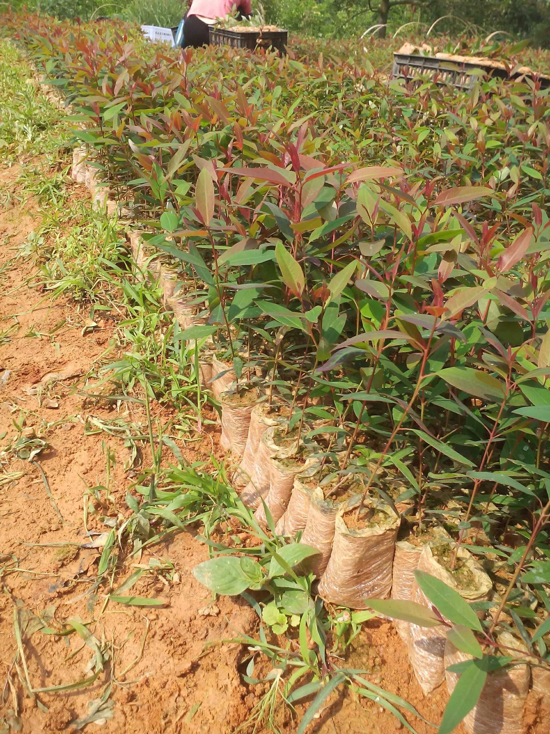 福建桉树组培苗