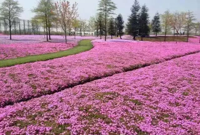 花海系列-青州芝樱花海小苗 青州芝樱小苗山东青州芝樱小苗