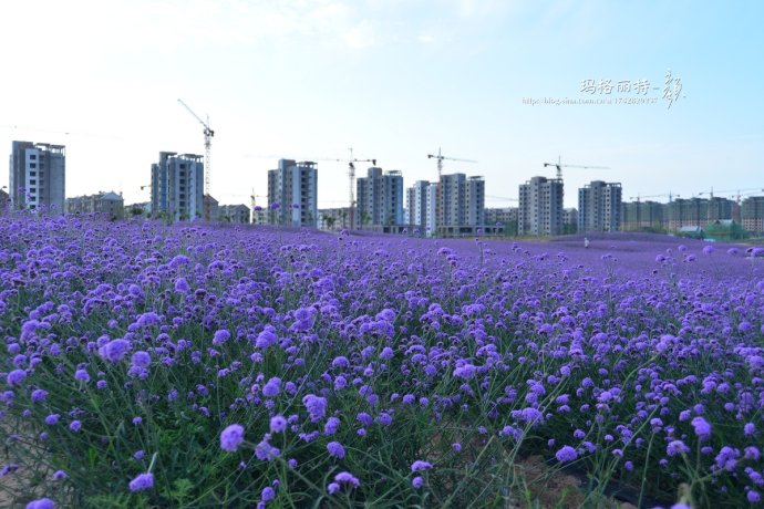 花海系列 柳叶马鞭草小苗 万美花卉合作社