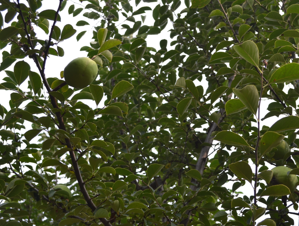 大型木瓜树质量怎么样:新品木瓜树,哪里有卖