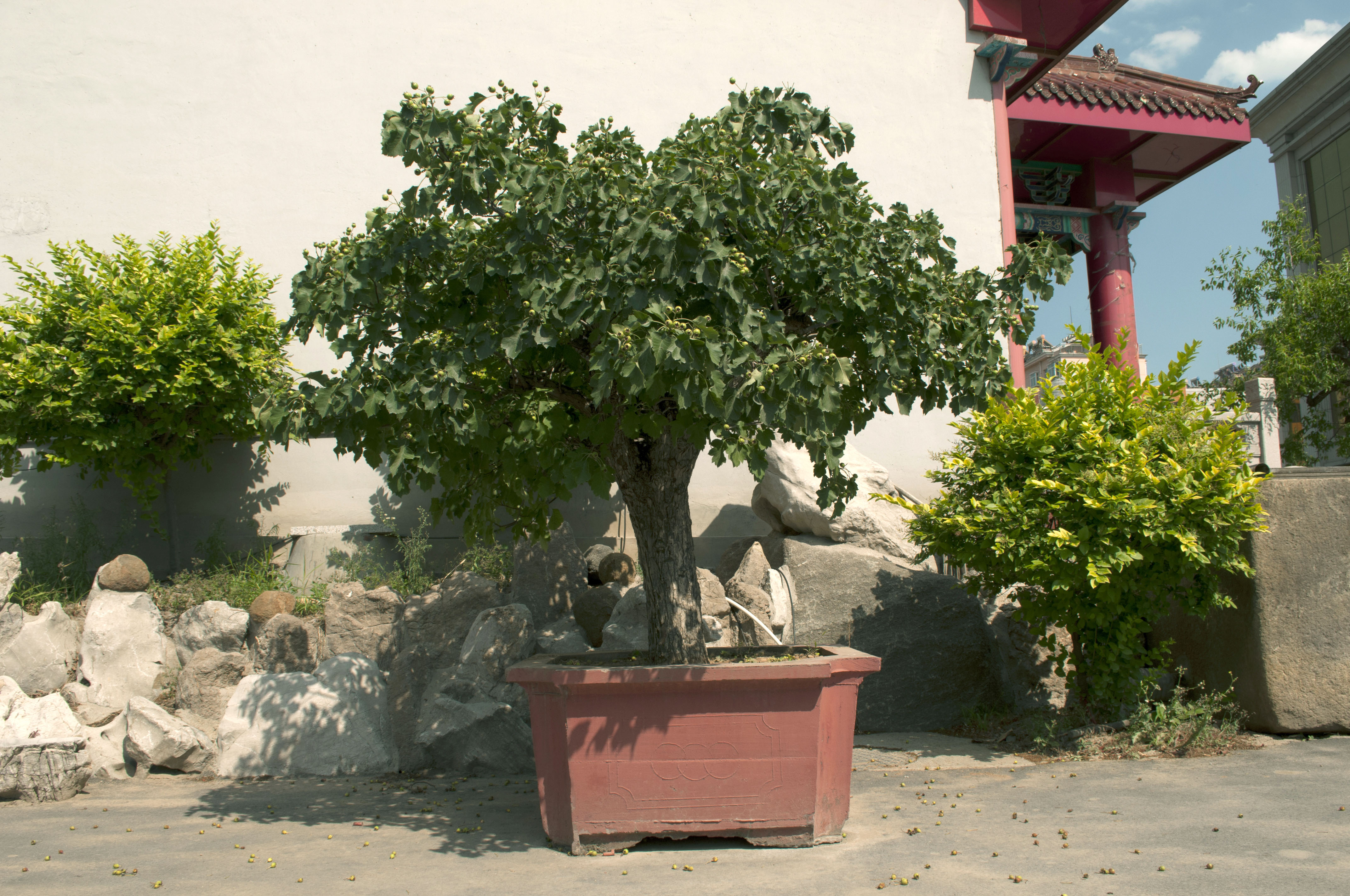 澳森园林供应价位合理的山楂盆栽:黄楼盆栽绿化