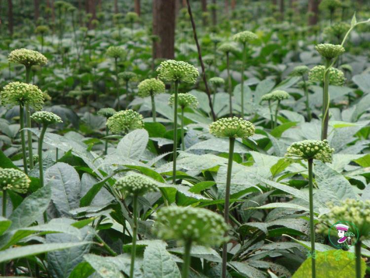 瑪卡金妹雲南文山三七花