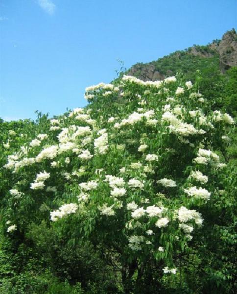 白丁香丛生:大量出售辽宁暴马丁香