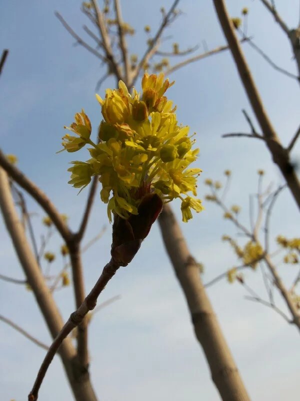 狄波拉黄金枫长出红色嫩叶