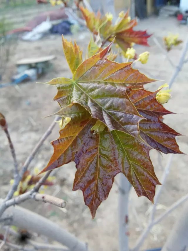狄波拉黄金枫长出红色嫩叶