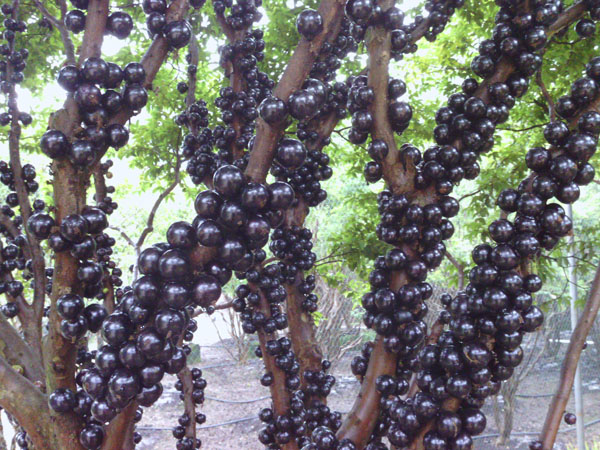 嘉宝果的营养价值 福建嘉宝果供应商 福建树葡萄种植批发