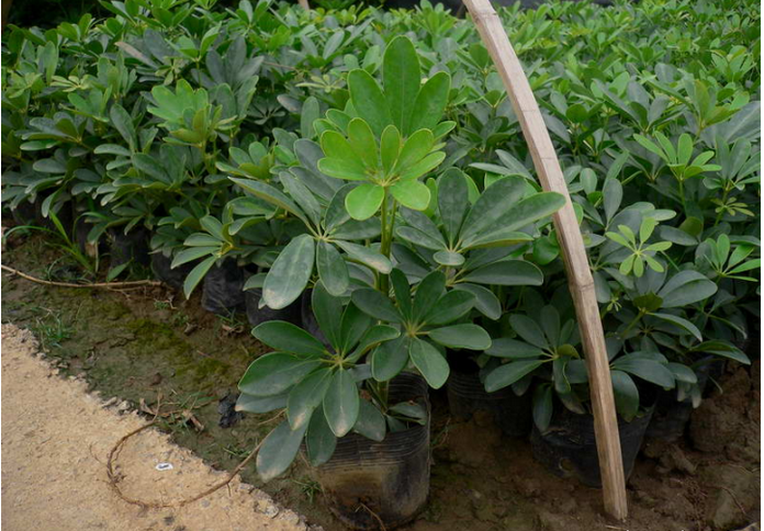 优质鹅掌紫鹅掌木鹅掌柴批发