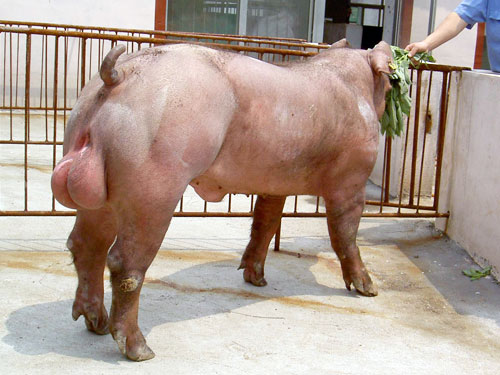 哪里有提供实惠的杜洛克种猪的杜洛克种猪