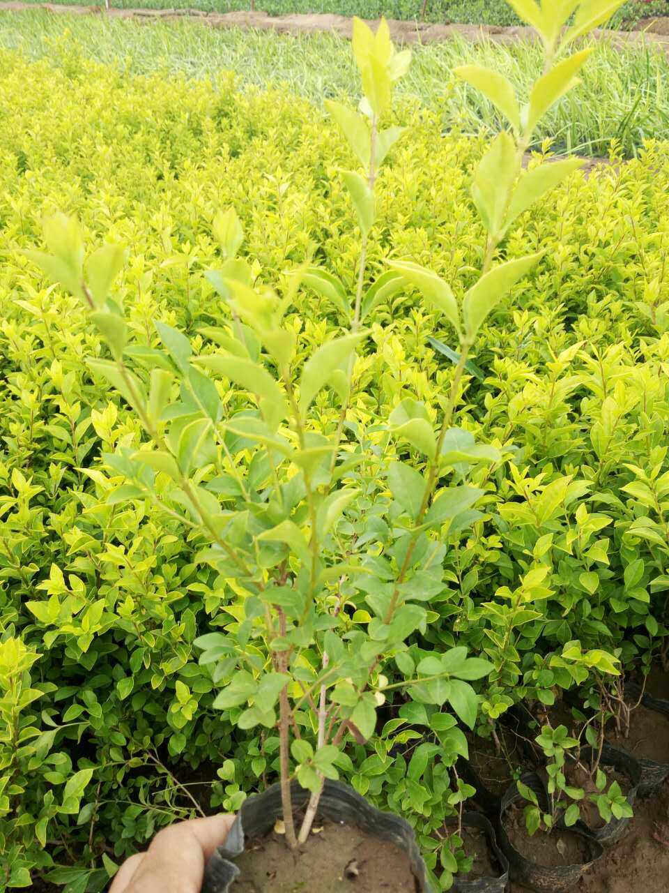 【啊丫】潍坊金叶女贞价格【青州金叶女贞价格】金叶女贞批发价格