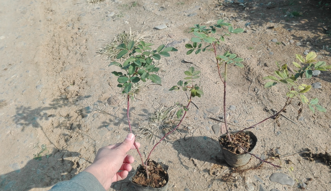 青州彩葉草種植 金邊彩葉草 紅彩葉 青州萬美園藝